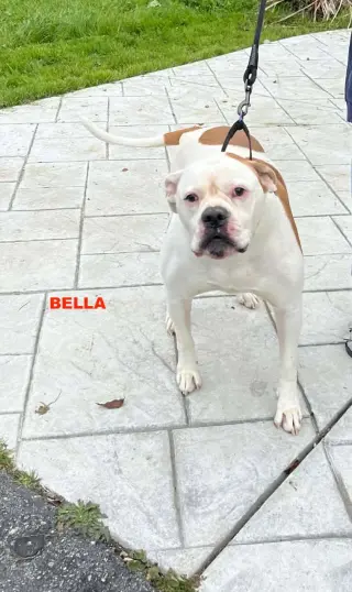 BELLA