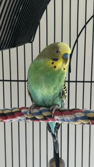 Piper
