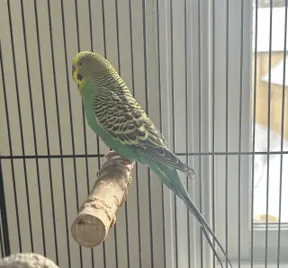 Piper