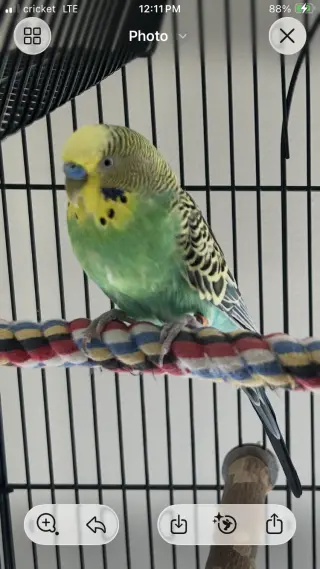 Piper