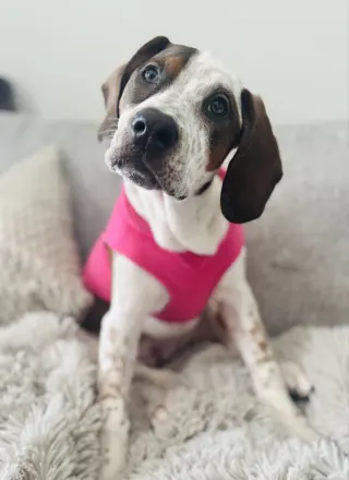 Cambria