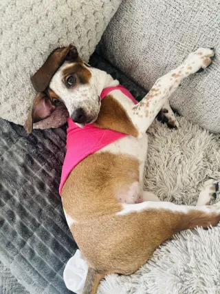 Cambria