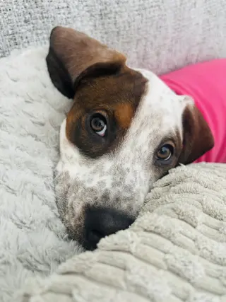 Cambria