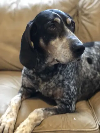 Birdie