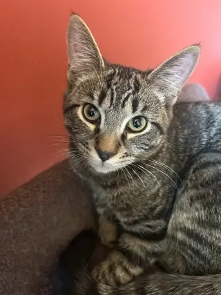 Furry Purry Perry