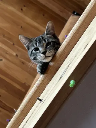 Furry Purry Perry
