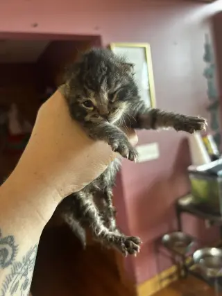 Furry Purry Perry