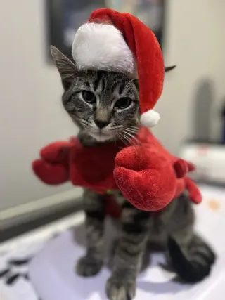 Furry Purry Perry
