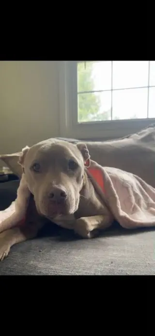 Priscilla (GA) a/k/a Prissy