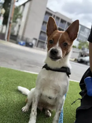 Brody #6265