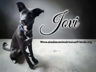 Jovi