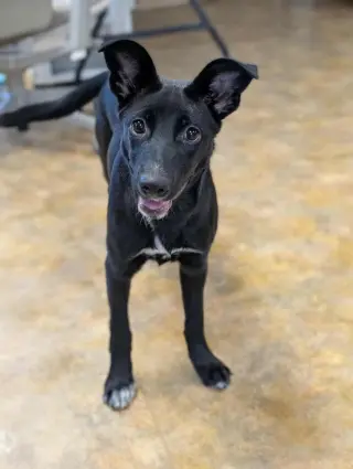 Jovi