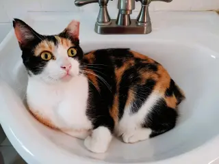 Cinnamon
