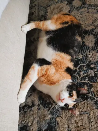 Cinnamon