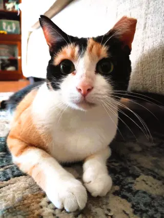 Cinnamon
