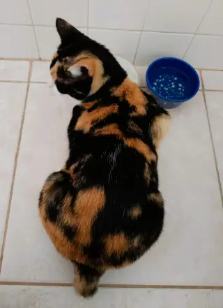 Cinnamon