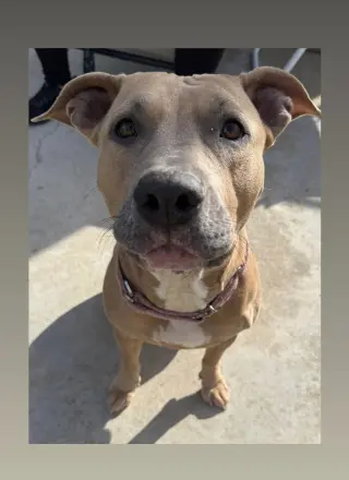 Arya