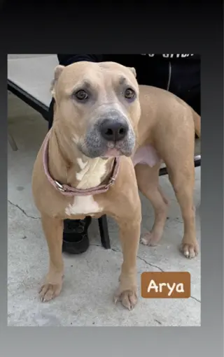 Arya