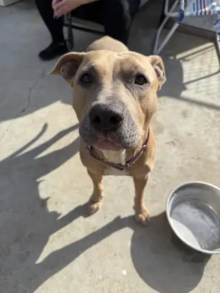 Arya