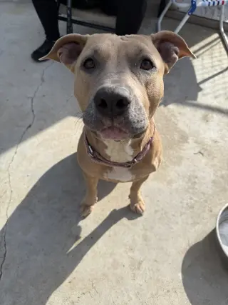 Arya