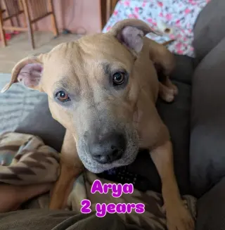 Arya