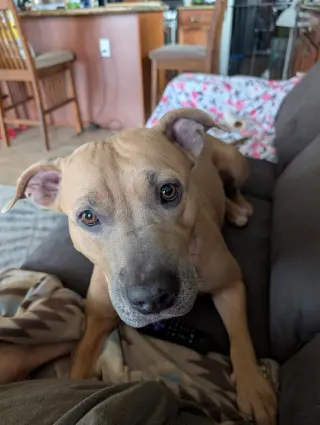 Arya
