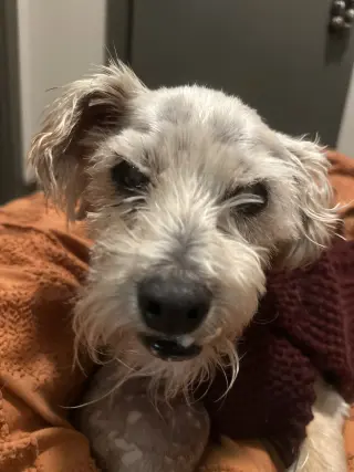 Gimpy