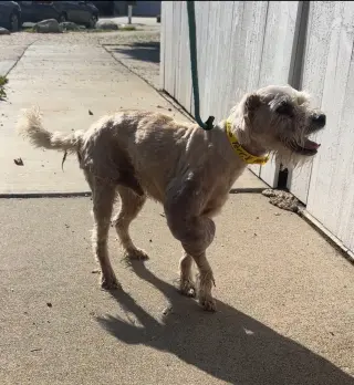 Gimpy