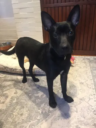 Bart