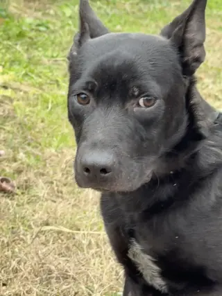 Bart