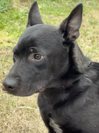 Bart