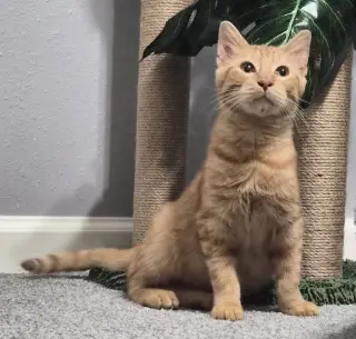 Rusty #friendly-ginger-boy