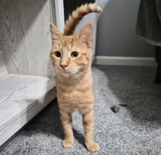 Rusty #friendly-ginger-boy