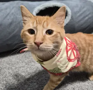 Rusty #friendly-ginger-boy