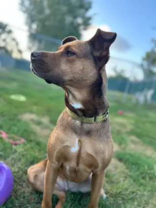 Ava