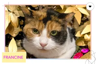 Francine (FCID# 01/12/2026 - 79 Middletown PS) C