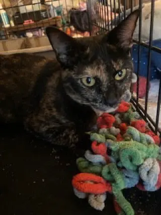 Fiona