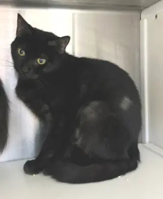 Ula