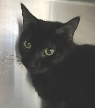 Ula
