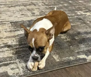 Hope - ADOPTION PENDING!!