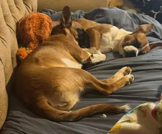 Hope - ADOPTION PENDING!!