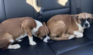 Hope - ADOPTION PENDING!!