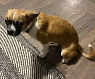 Faith - ADOPTION PENDING!!
