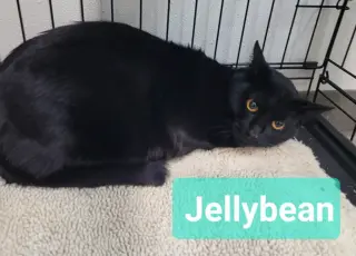 Jelly Bean