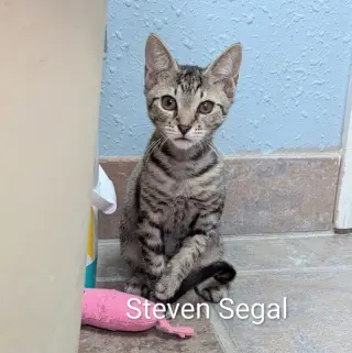 Steven Seagal