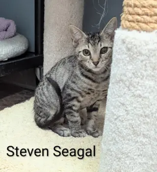 Steven Seagal