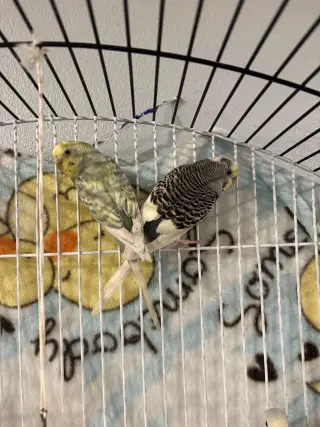 Parakeets - Female 3