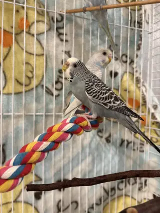 Parakeets - Female 2