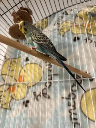 Parakeets - Female 2