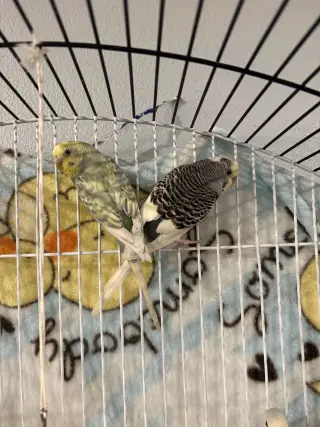 Parakeets - Female 2